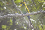 Swallow-tailed Bee-eater